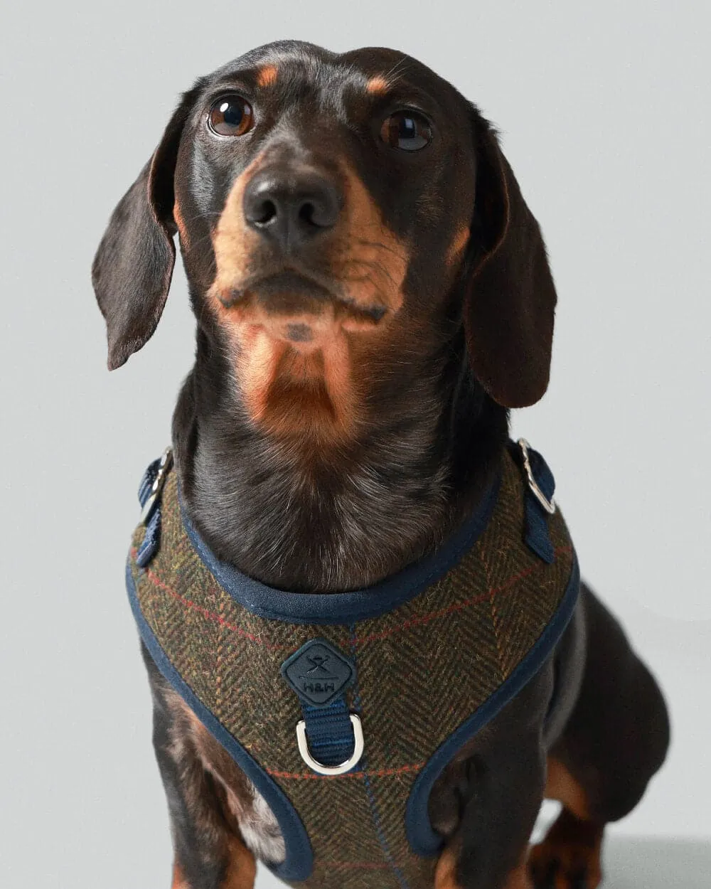 Dark Green Checked Herringbone Tweed Dog Harness