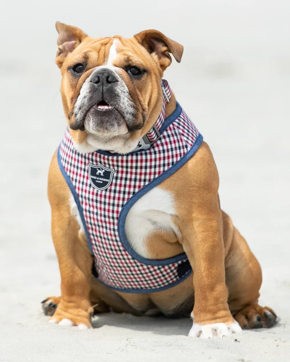 Fabric Dog Harness - Checkered Navy and Red